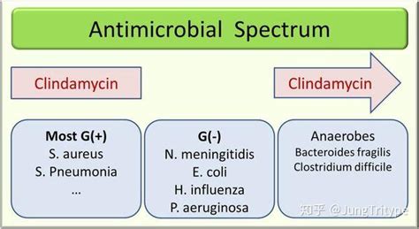 metronidazol ou a clindamicina-1